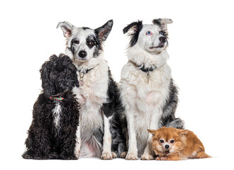 four dogs togetherwith collar and harness,  in front of a white background