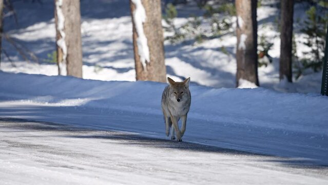 Coyote running a down road in slow motion through the Grand Tetons in winter.