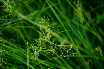 Fimbristylis miliacea in the park.