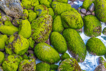 Galets moussus, Sud Sauvage, île de la Réunion 