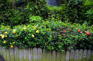 Ixora chinensis flowers in the park.