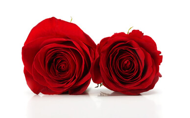 Two red rose flowers on white background.