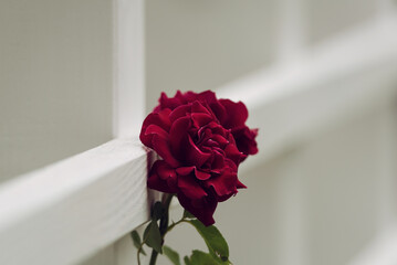 RED ROSE - Beautiful blooming flower in an ornamental garden
