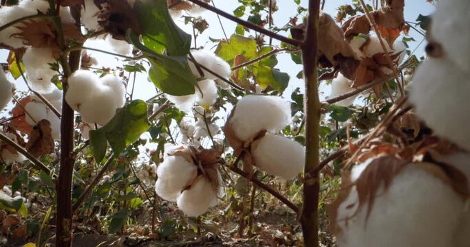 Growing cotton on plantations in poor countries and using slaves in the harvest. Camera moves between bushes of ripe cotton, extreme close-up dolly probe lens view of a hand plucking a cotton ball.