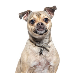head shot of a Crossbreed dog between chihuahua and pug