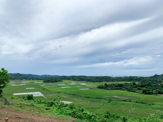 Naklejka premium aerial view of rice field yard.