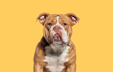 head shot of a American Bully dog facing at the camera against yellow background