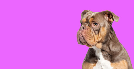 head shot of a American Bully dog looking a way against purple background