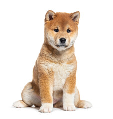 Puppy Shiba Inu, two months old, isolated on white