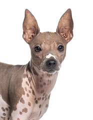 head shot of a American hairless terrier dog, isolated on white