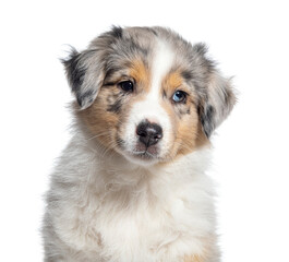 head shot of a Red Merle puppy Australian Shepherd, two months old, isolated on white