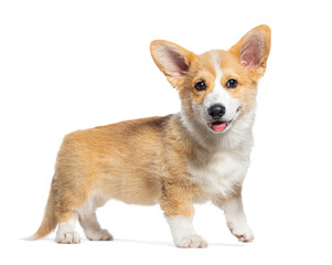 Happy standing and panting Puppy Welsh Corgi Pembroke looking at the camera, 14 Weeks old, isolated on white