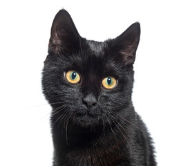 head shot of a black Kitten crossbreed cat yellow eyed, isolated on white