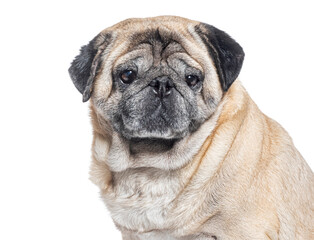 head shot of a Seven Years old Pug dog graying, isolated on white