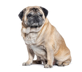 Seven Years old Pug dog graying sitting, isolated on white