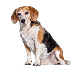 Sitting Old beagle sitting and looking at the camera, isolated on white