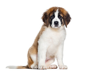 sitting Three months old Puppy Saint Bernard looking at the camera, isolated on white