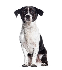 Crossbreed dog with a jack russell , isolated on white