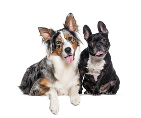 Blue merle Australian Shepherd and french bulldog, isolated on white