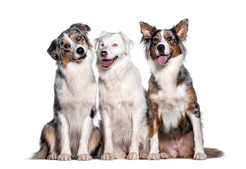 Blue and double merle Australian Shepherd, isolated on white