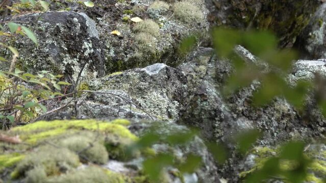 Altai pika (Ochotona alpina) in Sayan mountains, near Lake Baikal in coarse clastic formation (corrom - debris flow ) as a typical habitat. Animal harvests grass. Alpine belt of mountains.