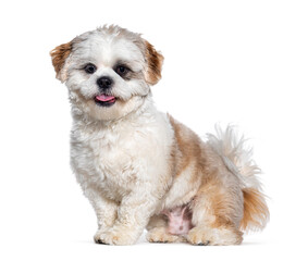 Sitting Shih Tzu panting, isolated on white