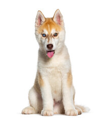 Red Three months old Puppy Husky panting mouth open facing at the camera, isolated on white