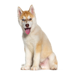 Obraz premium Red Three months old Puppy Husky sitting and panting mouth open, isolated on white