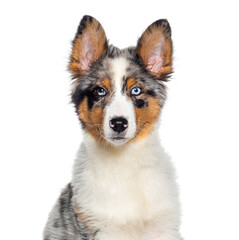 Head shot of a Four months old puppy Blue merle australian shepherd facing at the camera, isolated on white