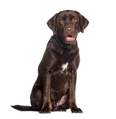 Chocolate labrador Retriever weraing a dog collar panting mouth open, isolated on white