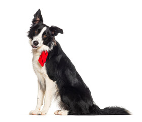 border collie wearing a red dog scarf, isolated on white