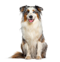 Blue merle australian shepherd panting mouth open facing at the camera, isolated on white
