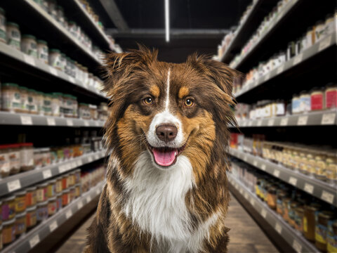 Border collie dog panting, looking at the camera, in front of food shelves in a pet store. The background is blurred and dark.