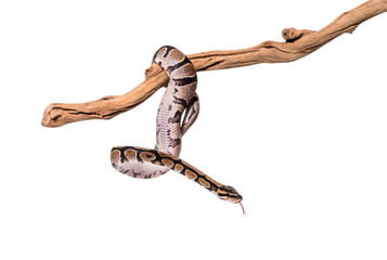 Python regius snaking along a branch, against white background