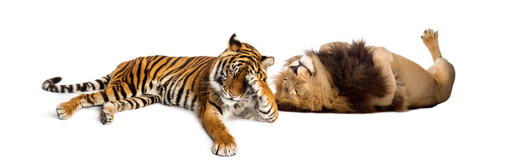 Lion comforting Tiger, lying down together, isolated on white
