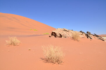 Fototapeta na wymiar deadvlei sossusvlei Dry pan trees desert Sand dunde Namibia Africa