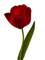 red tulip isolated on white