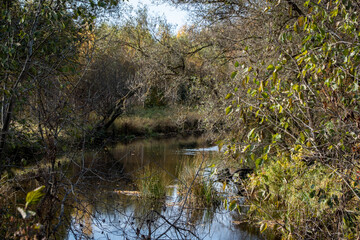 calm river in Latvia. colorful autumn foliage with reflection in smooth mirror water