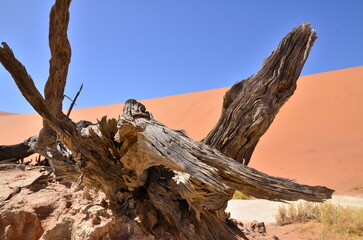  Wood deadvlei sossusvlei Dry pan tree desert Sand dune Namibia Africa