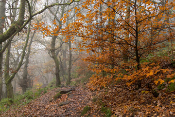 Obraz premium Misty morning at Padley Gorge/Longshaw Estate