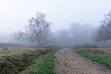 Misty morning at Padley Gorge/Longshaw Estate