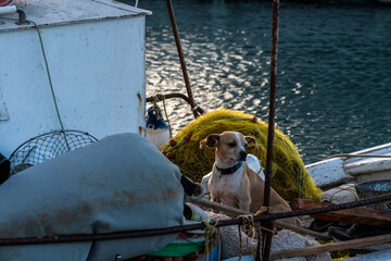 Bordhund