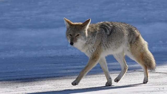 Coyote moving in snow motion as it cautiously watches during winter in Wyoming.