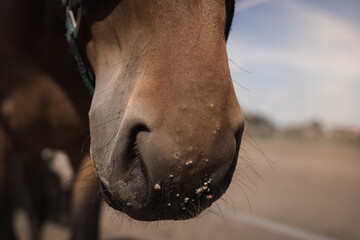 A horse in a horse farm, a horse's nose, muzzle and nostrils - a romantic mouth and a beautiful smile of a horse