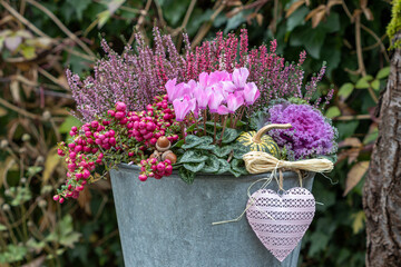 pink Alpenveilchen, Torfmyrte, Zierkohl und Heidekraut im Zinkeimer im Garten