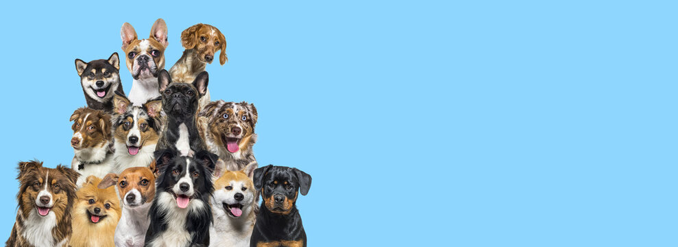 A bunch of dogs looking in all directions on blue background