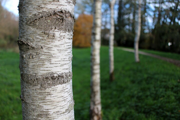 White trunk of Betula - Silver birch - Chevreuse - Yvelines - Ile-de-France - France