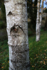 White trunk of Betula - Silver birch - Chevreuse - Yvelines - Ile-de-France - France