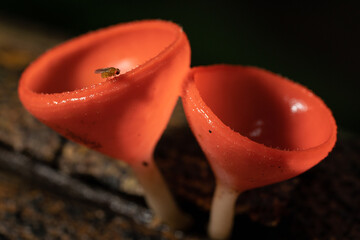 Pesky Little Flies on Red champagne mushrooms at Jedkod Pongkonsao Natural Study and Eco Center,...