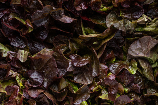 Oak lettuce leaves closeup background